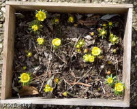 Eranthis Kiste