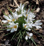 Crocus versicolor Picturatus