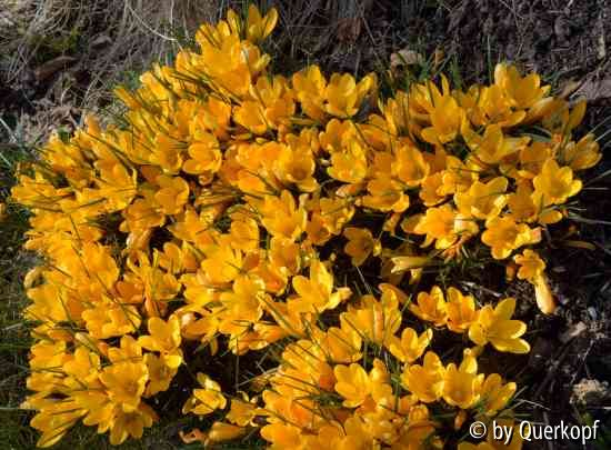 Crocus flavus ssp. flavus