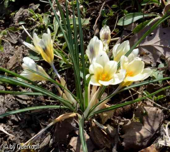 Crocus vernus weiß