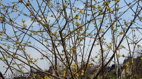 Cornus mas Blühbeginn