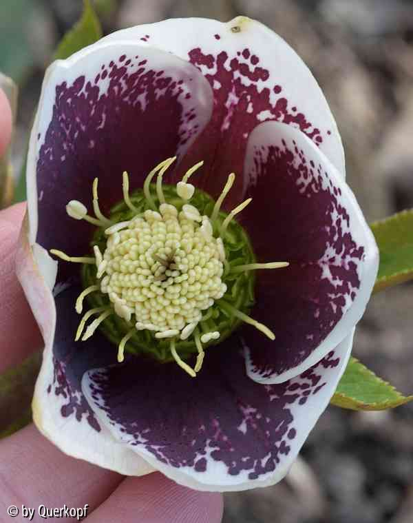 Helli white blotched Sämling