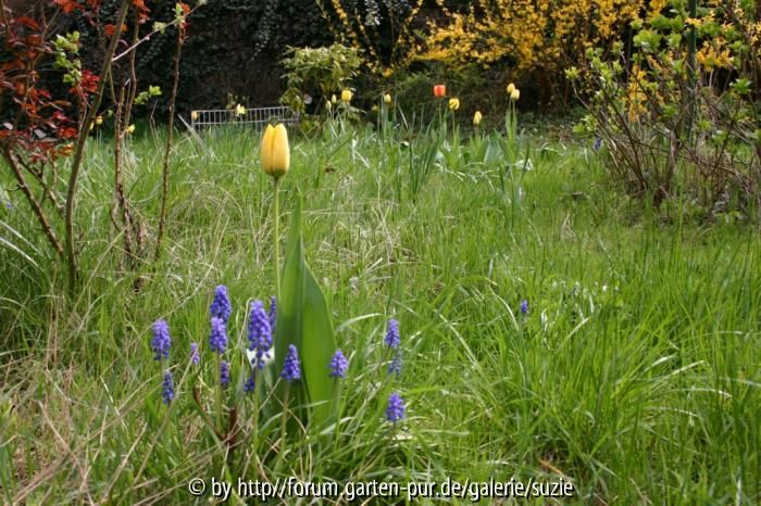Frühlingsblumen
