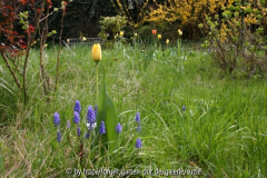 Frühlingsblumen