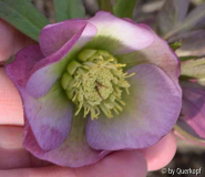 Helli bicolor