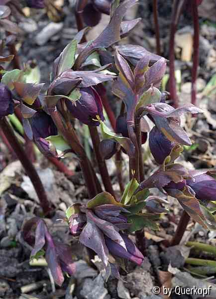Helli pflaume Knospen