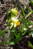 Mini-Narzissen