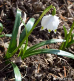 Leucojum vernum