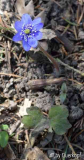 Hepatica