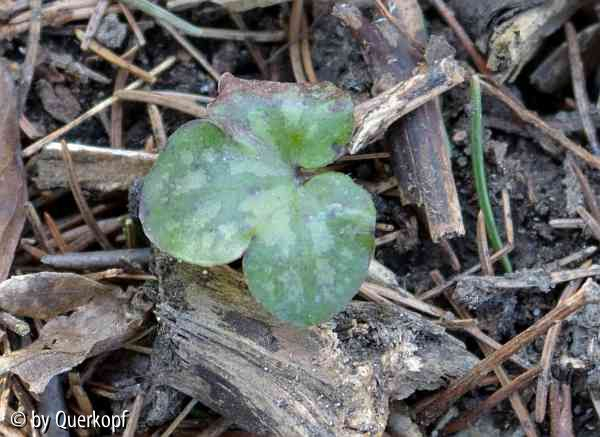 Hepatica-Sämling