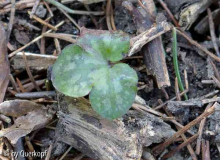 Hepatica-Sämling
