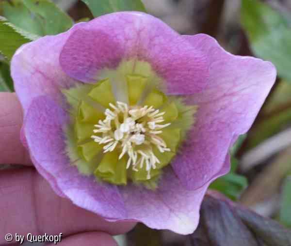 Helli rosa geadert