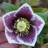 Helli white blotched
