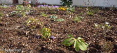 Vorgarten Geophyten