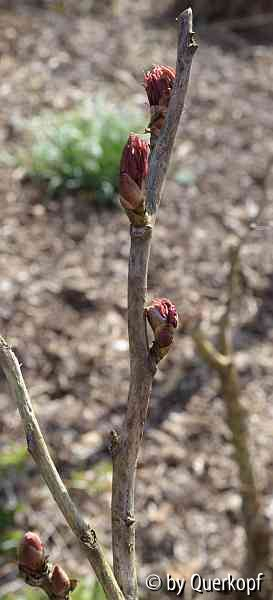 Strauchpäonie Knospen