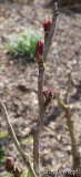 Strauchpäonie Knospen