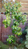 Camelia_Hagoromo_15-1.jpg