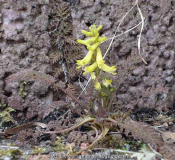 Corydalis_cheilanthifolia_15-1a.jpg