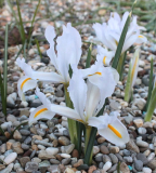 Iris reticulata White Caucasus
