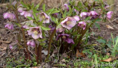 Helli Rosa-Gruppe Horste