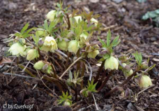 Helli primrose double Horst