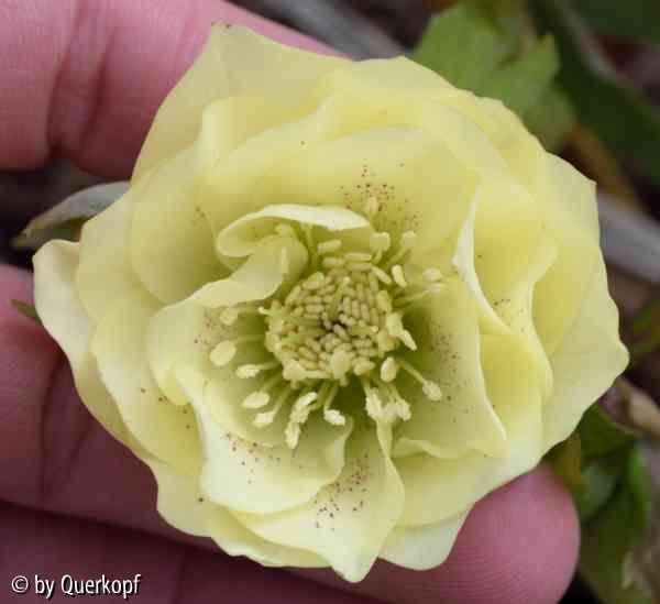 Helli primrose double Blüte