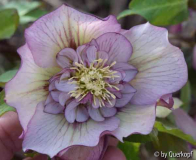 Helli Anemone