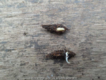 Halesia monticola var. vestita Germinati
