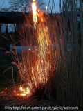 Miscanthus-brennend
