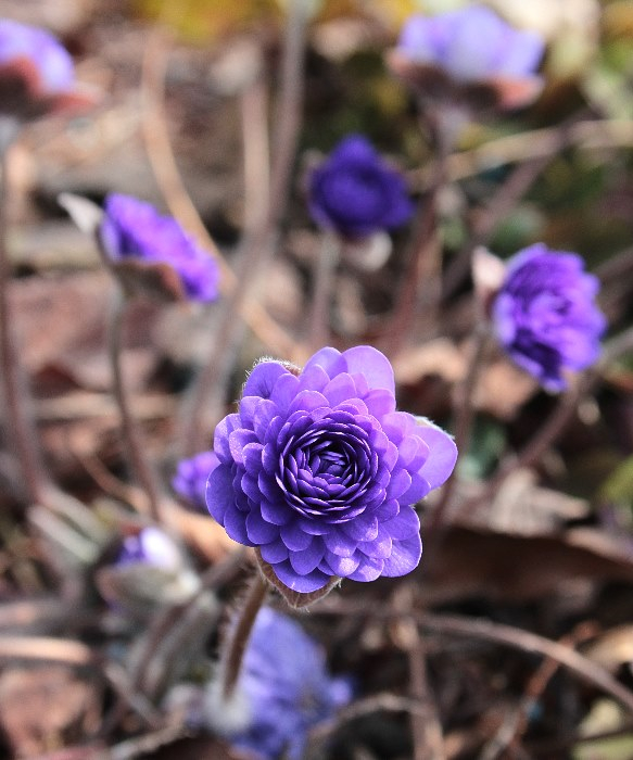 Hepatica nobilis Axel