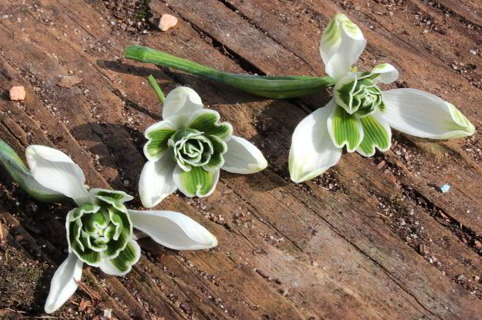 Galanthus div. grün gefüllt