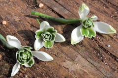 Galanthus div. grün gefüllt