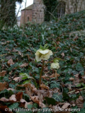 Helleborus-Suchbild-1_Einfahrt-rechts