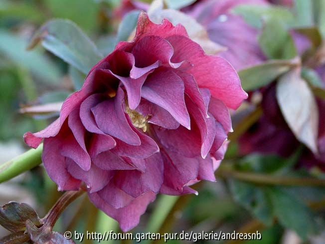  Helleborus_Esche-1