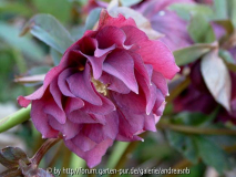  Helleborus_Esche-1