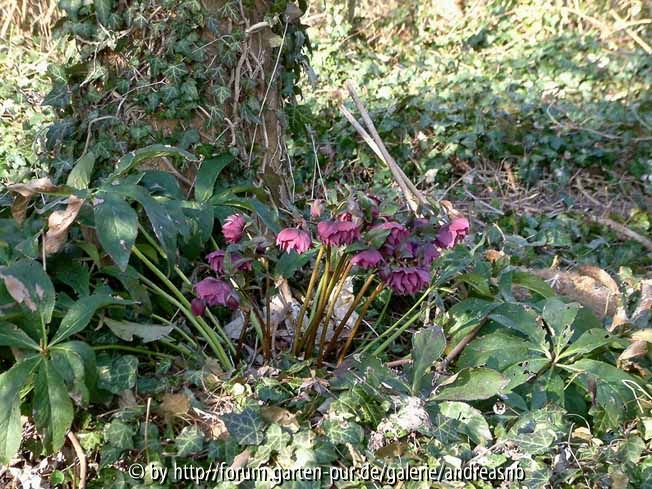 Helleborus_Esche-0