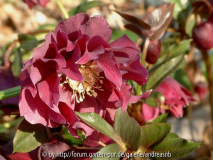 Helleborus_Doppel-2