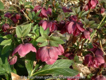 Helleborus_Doppel-1