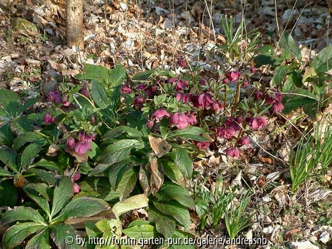 Helleborus_Doppel-0