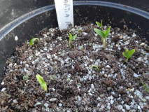 Stewartia rostrata Germination March 201