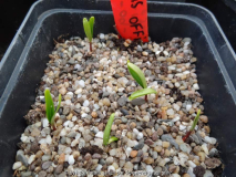 Cornus officinalis Germination March 201