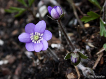 Hepatica oder nicht?