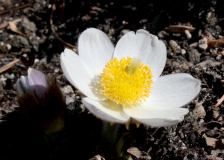 Pulsatilla vernalis