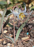 Erythronium albidum