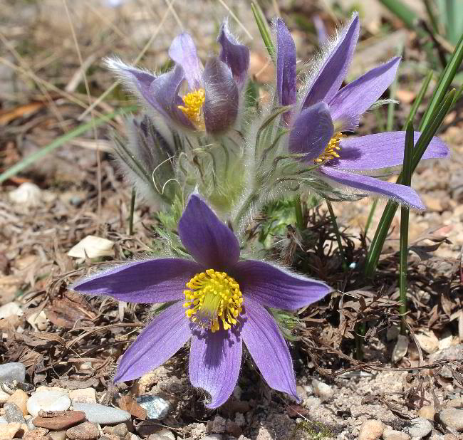Pulsatilla vulgaris var. oenipontana
