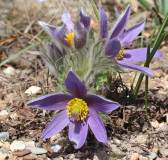 Pulsatilla vulgaris var. oenipontana
