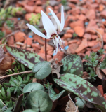 Erythronium dens-canis