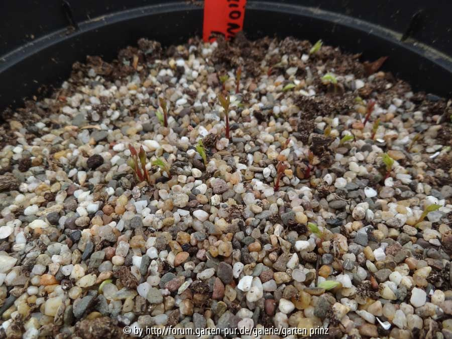 Chionanthus retusus Germination March 2015