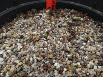 Chionanthus retusus Germination March 20