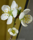 Cherrykose.jpg